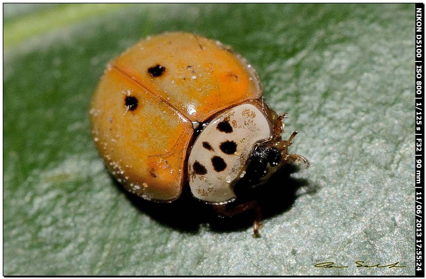 Harmonia quadripunctata